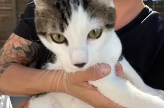Chat trouvé à Nice, 6-7 mois, non pucé - photo