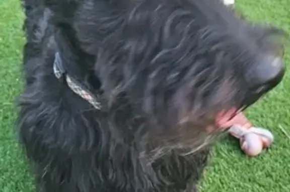Lost and found pets San Antonio, photo: Lost Scottish Terrier on Donaldson Ave