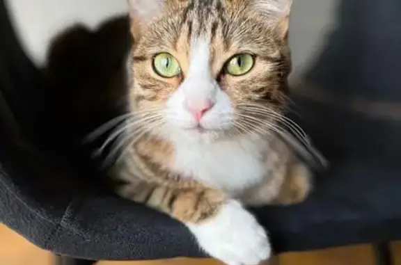 Chatte tigrée perdue à Lieusaint - photo