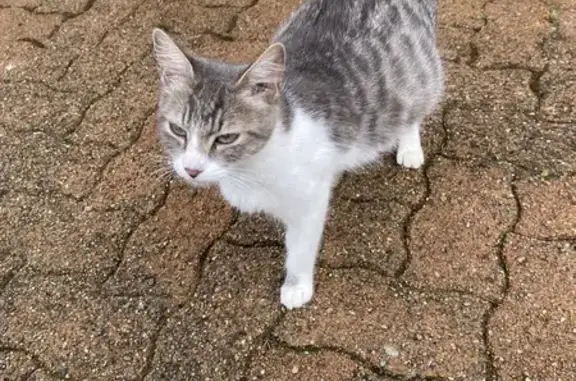 Animaux trouvés , photo: Chatte pleine trouvée à Poyartin