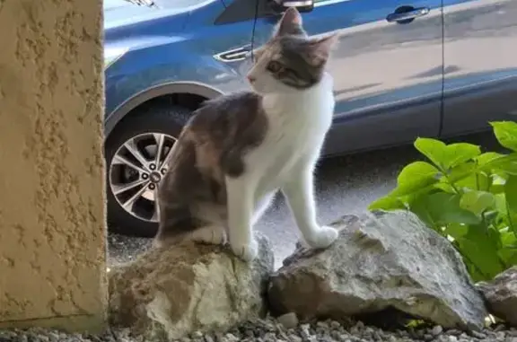 Jeune chatte tricolore perdue vendredi soir - photo