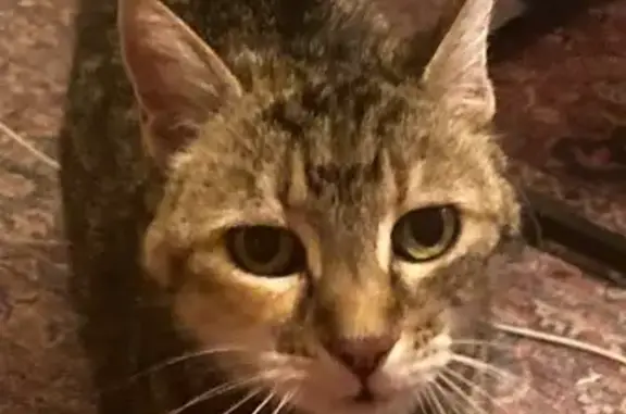 Chatte tricolore trouvée affamée à Aix - photo