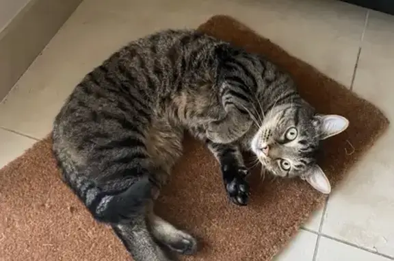 Animaux trouvés , photo: Chat tigré affectueux trouvé en Bretagne