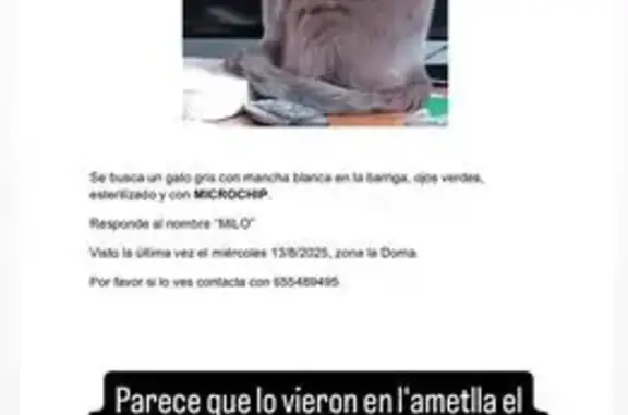 Gato Gris con Ojos Verdes Perd...