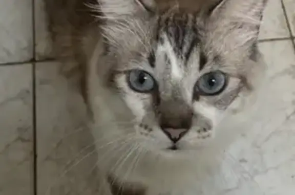 gato desaparecida
