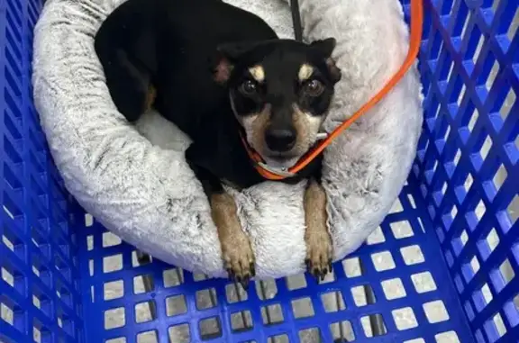 Found dog Owasso, photo: Found: Friendly Black & Tan Min-Pin in Owasso