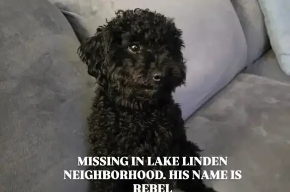 Lost and found pets , photo: Lost Black Toy Poodle: Lake Linden Dr