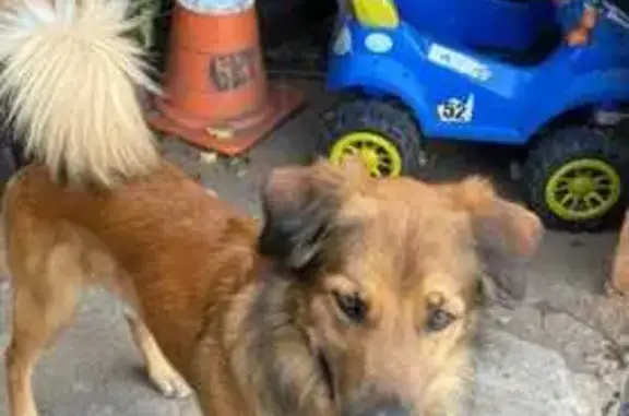 cachorro desaparecida