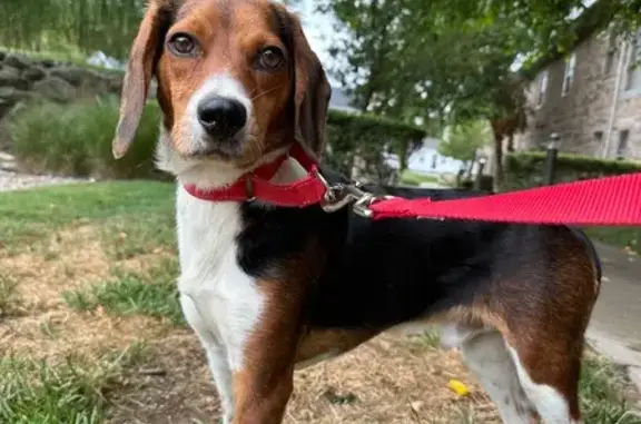 Lost Tricolor Beagle: Approach Calmly