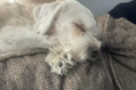Lost Small White Dog on East Aster Ave
