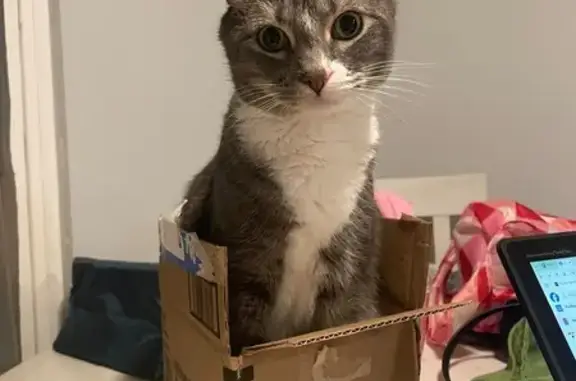 Lost Grey Cat: Wollaston Court, Columbus