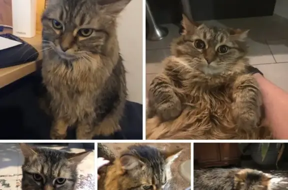 Lost pets Hilliard, photo: Lost Blind Tabby Cat in Hilliard 6176