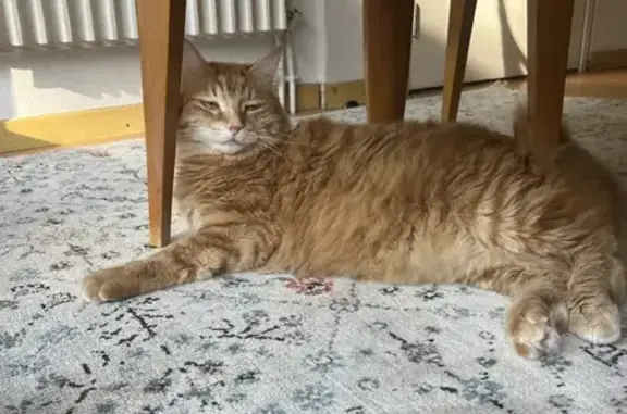 Animaux perdus Toulouse, photo: Chat roux perdu, 3 ans, Toulouse