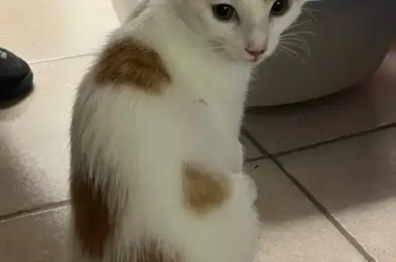 Animaux trouvés Trets, photo: Chat trouvé : blanc tacheté roux, yeux jaunes