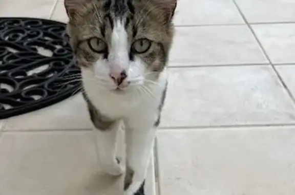 Animaux trouvés , photo: Chat mâle tigré aux yeux verts trouvé