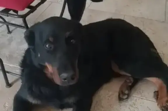 Beauceron perdu à Lacépède - photo