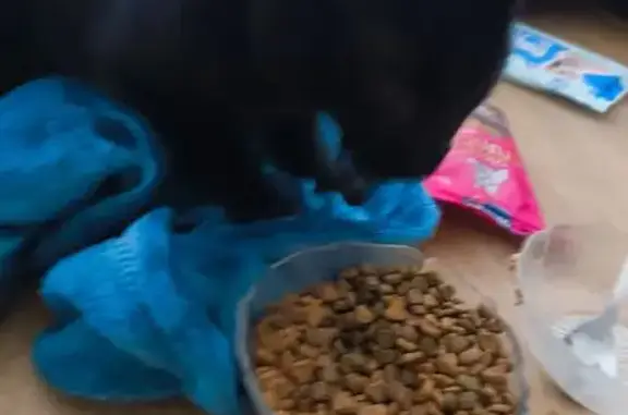 Chat trouvé Poitiers, photo: Chat noir mâle câlin trouvé à Poitiers