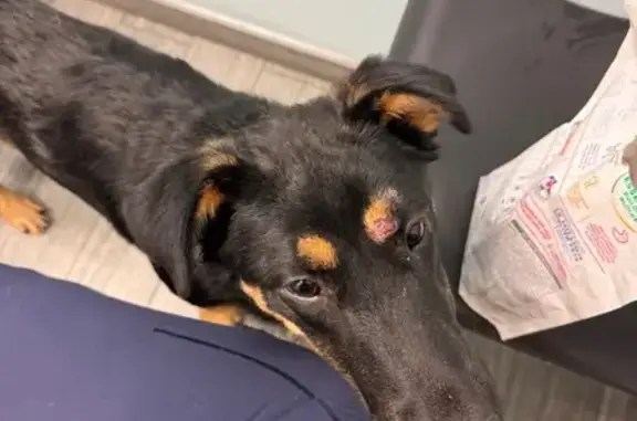 Found dog , photo: Sweet Young Shepherd Mix Found in Jax