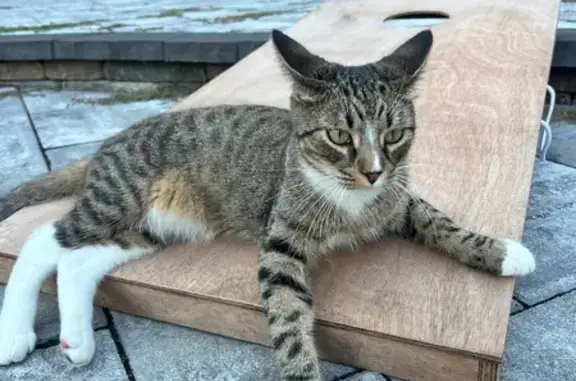 Lost Tabby Cat: Tucker in Jackson Twp
