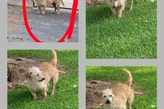 Lost Wheaten Dachshund: Needs Meds!