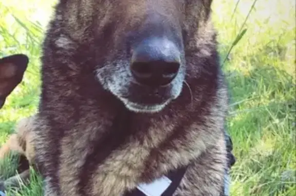 Chien perdu Exincourt, photo : Chien perdu poil mi-long collier noir