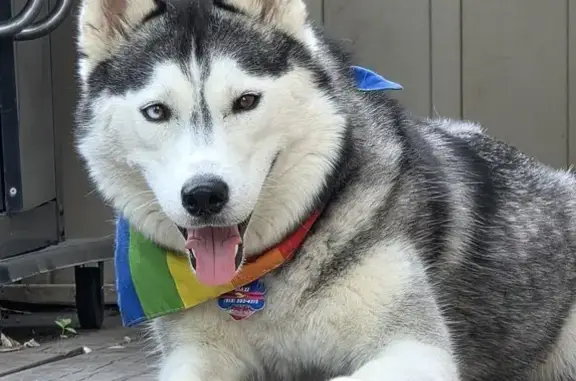 Lost Husky: Black/White, 2-Color Eyes