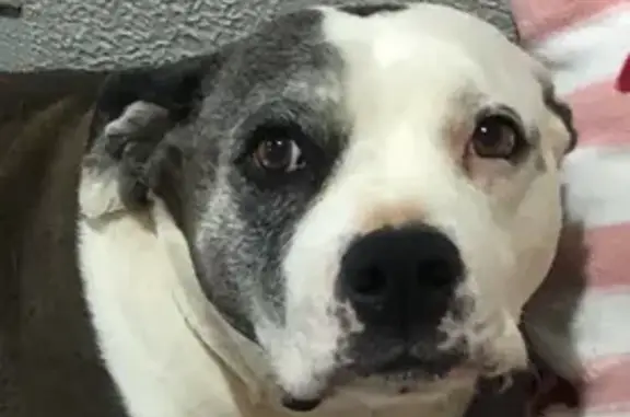 Lost Pitbull Mix: Keyhole Mark, Salem