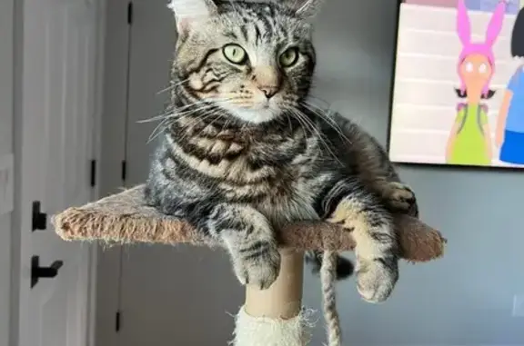 Lost Tabby: Friendly but Skittish