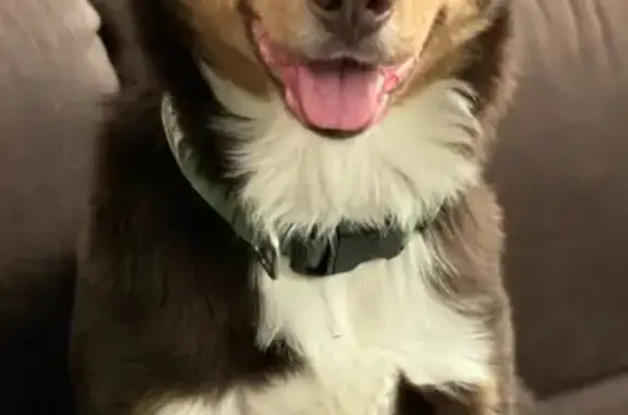 Lost Australian Shepherd in Columbus