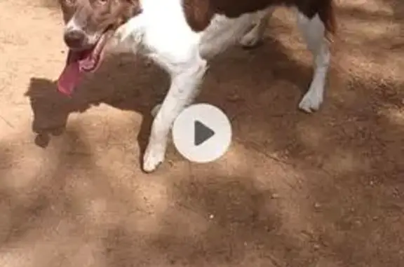 ¡Ayuda! Border Collie Sira Perdida en Faura