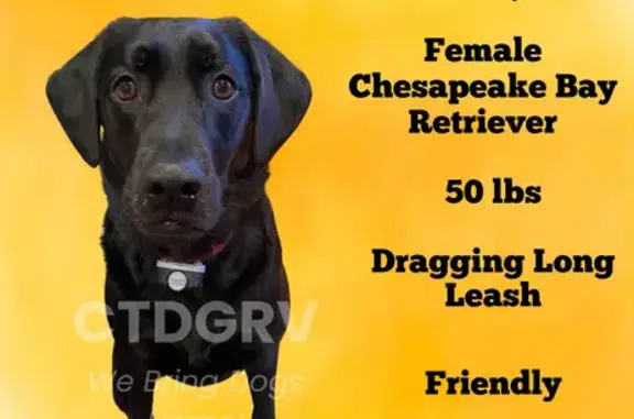 Lost Black Chesapeake Retriever - Help!