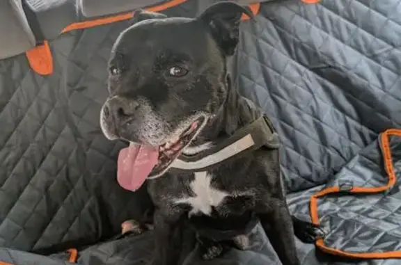 Chien trouvé Le Garric, photo: Staffie noir 9 ans trouvé avec grosseur