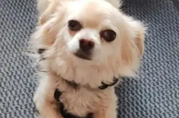 Chien perdu Vedène, photo : Chihuahua crème perdu à Vedène