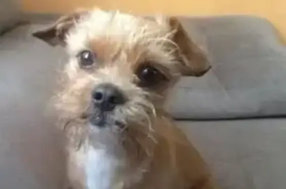 cachorro desaparecida