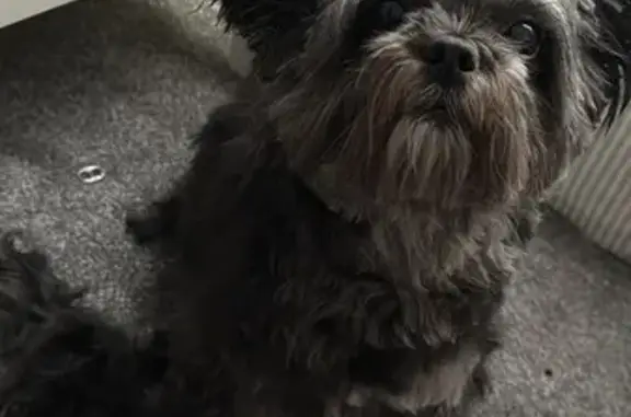 She is small size, black called Bella