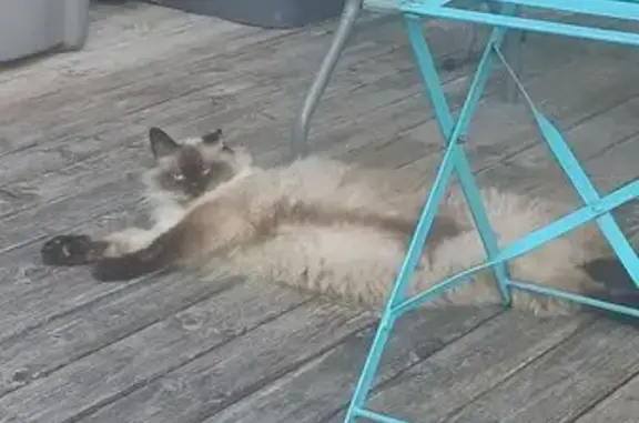 Chat perdu, , photo: Chat disparu Garçon (fl565544)