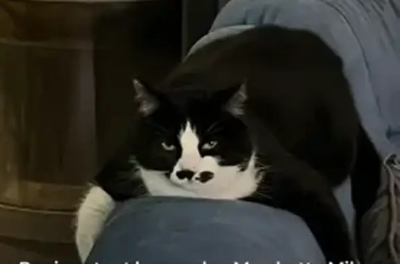 Animaux perdus Les Fourgs, photo: Chat disparu Fille, Les Fourgs (fl565549)