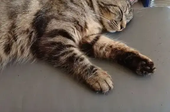Chat trouvé Fille (ff565550) - photo