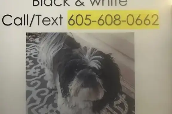Lost and found pets Rapid City, photo: Lost Black & White Dog in Rapid City