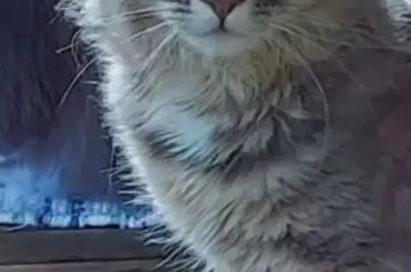 Chat disparu Garçon, Anglet (fl565553) - photo