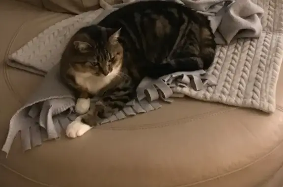 Chat disparu Fille, Commentry (fl565558) - photo