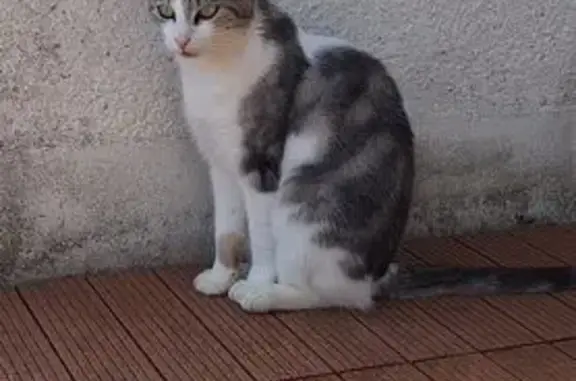Chat disparu Fille, Coulommiers (fl565559) - photo