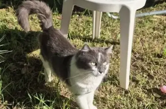Chat disparu Garçon (fl565561) - photo