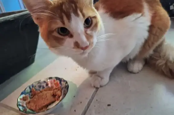 Animaux trouvés Cavaillon, photo: Chat trouvé Garçon, Cavaillon (ff565562)