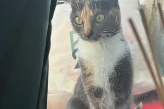 Chat perdu, Bobigny, photo: Chat disparu Fille, Bobigny (fl565564)