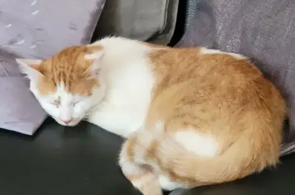 Chat perdu, , photo: Chat disparu Garçon (fl565565)