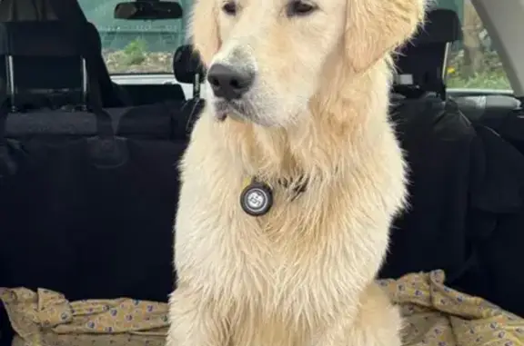 Chien disparu Garçon (fl565568) - photo