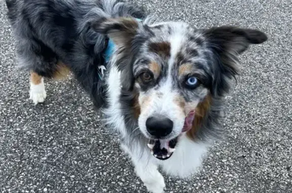 Chien disparu Garçon, Voreppe (fl565569) - photo