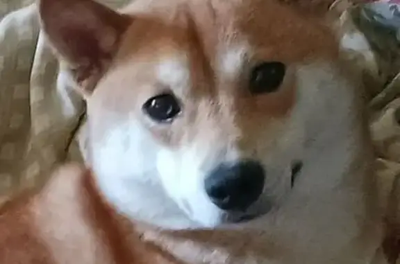 Lost dog, Camden