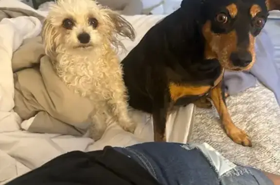 Lost dog, Phoenix